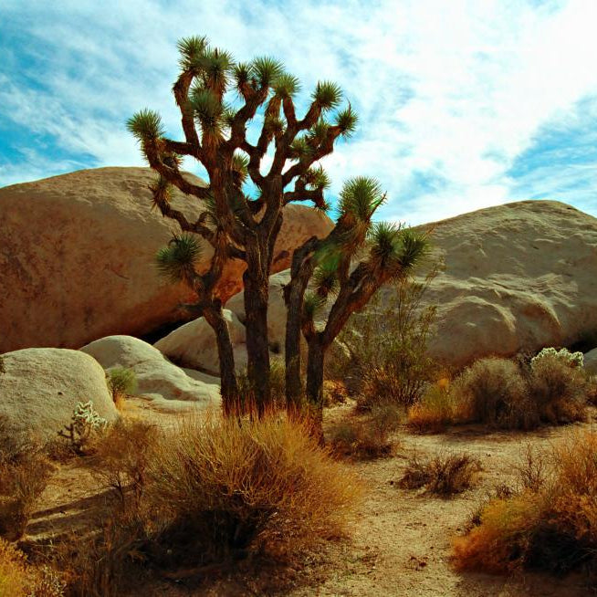 How Amazing is the Joshua Tree? Find out!
