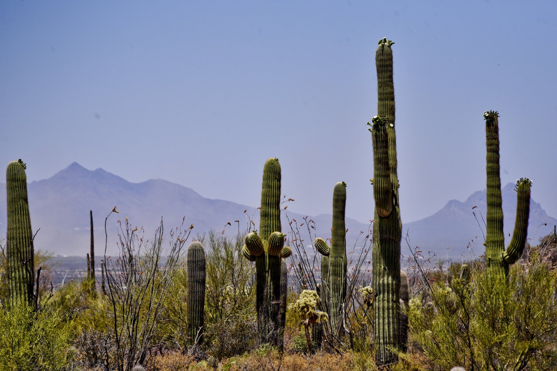 Saguaro Cactus: The King of the Sonoran Desert