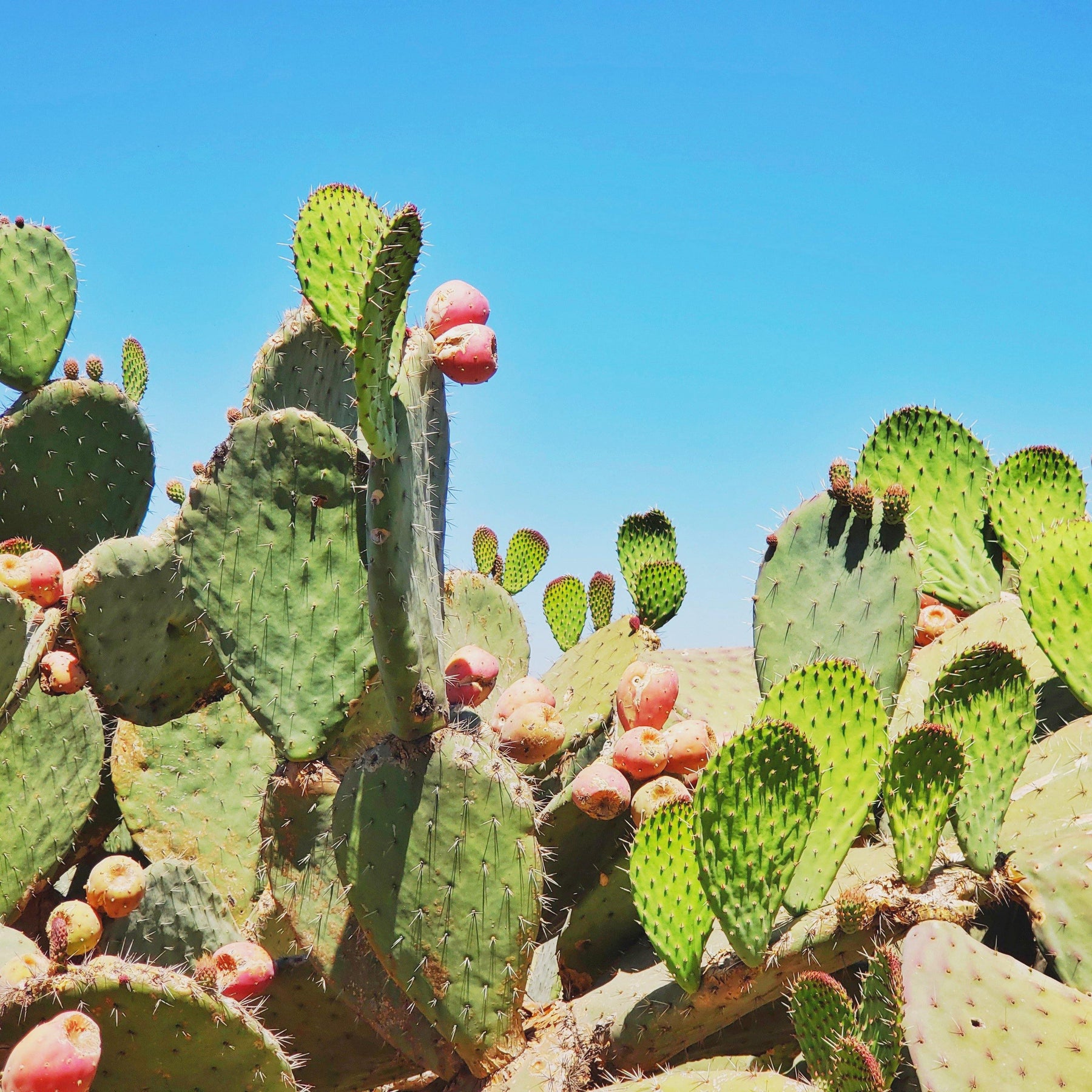 8 Health Benefits of Prickly Pear - Desert Gatherings