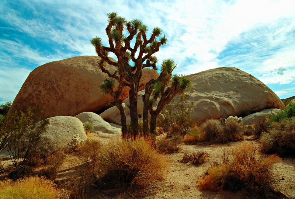 How Amazing is the Joshua Tree? Find out!