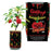 Moruga Scorpion Pepper Growing Kit - Desert Gatherings