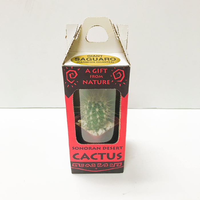 Live Saguaro Cactus Box - Desert Gatherings